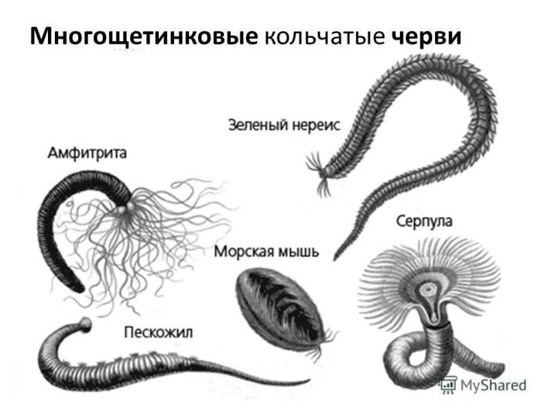 К плоским червям не относятся животные изображенные на рисунке