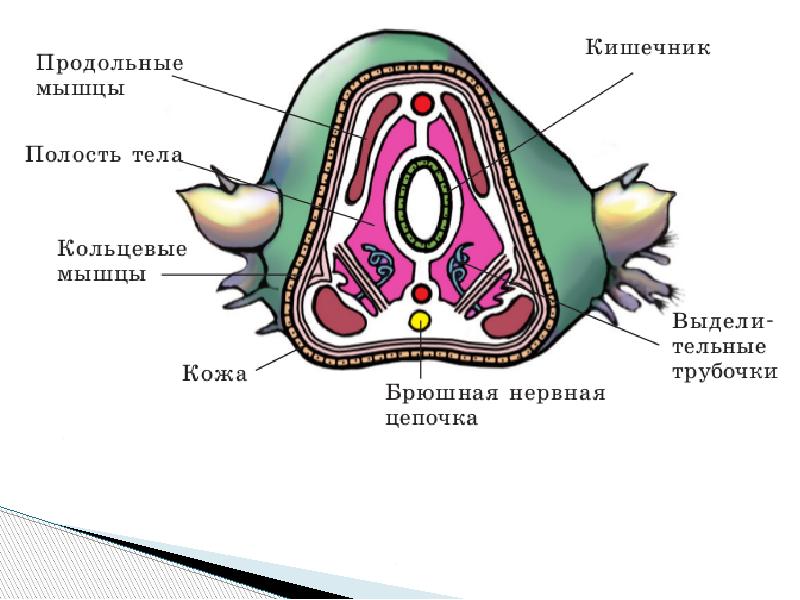 К какому классу относится червь поперечный срез которого представлен на рисунке