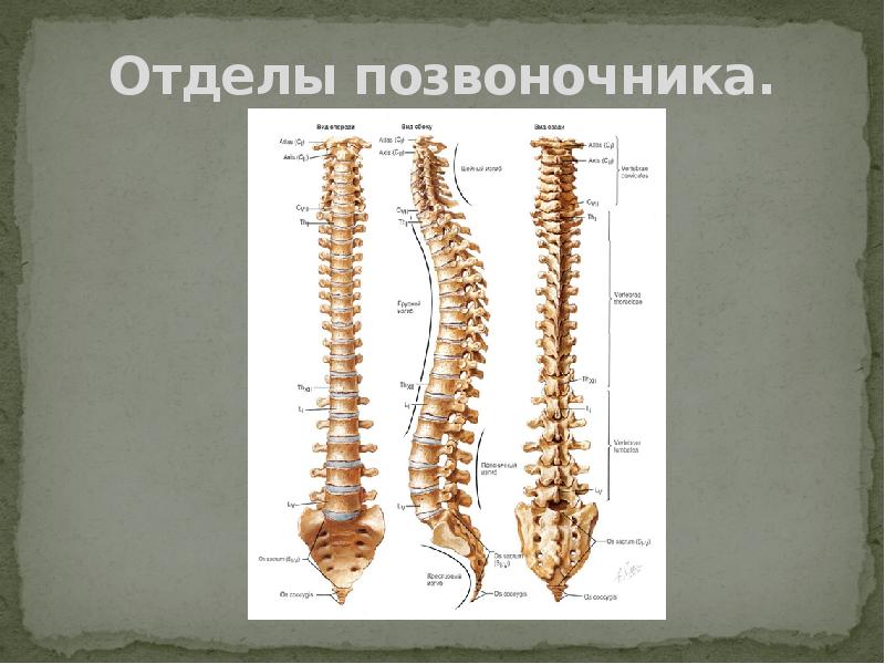 Презентация про остеохондроз