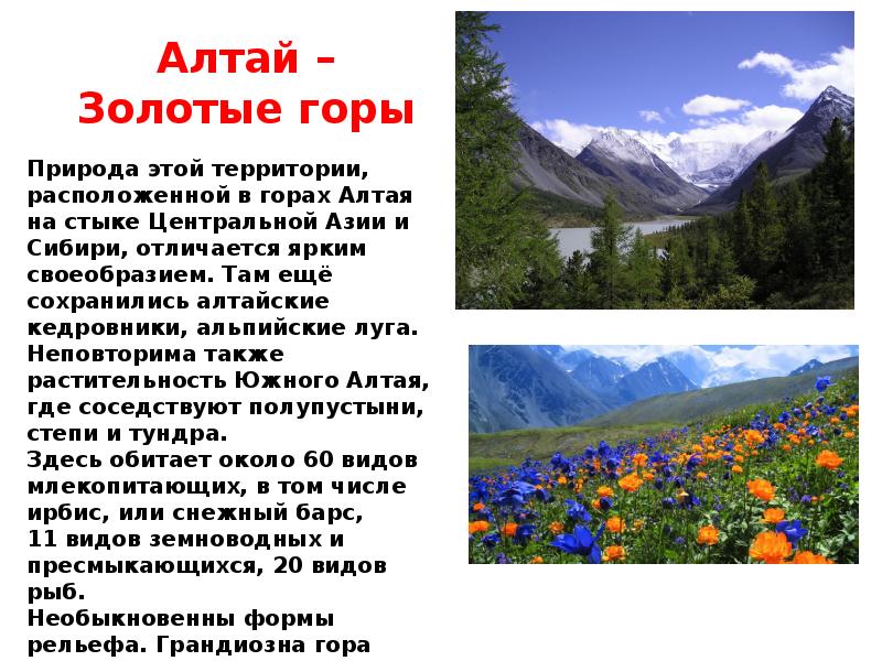 Доклад по окружаемому миру 4 класс. Золотые горы Алтая доклад. Рассказ про Алтайские горы. Рассказ про гору Алтай. Золотые горы Алтая всемирное наследие доклад.