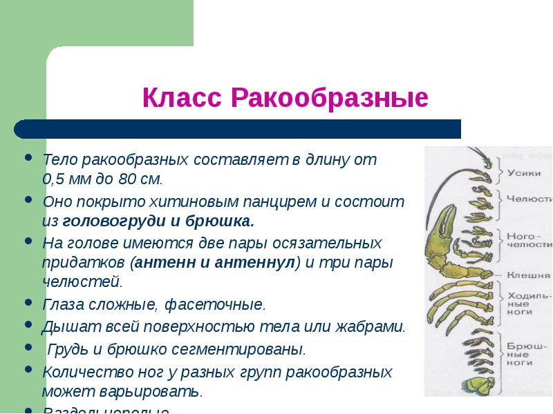 Тип членистоногие вариант 1 7 класс. Тип членистоногие вариант 1 7 класс