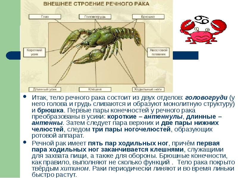 Презентация тип членистоногие класс ракообразные 7 класс биология