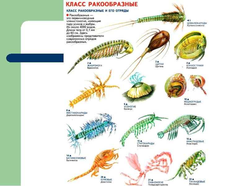 Ракообразные 7 класс биология