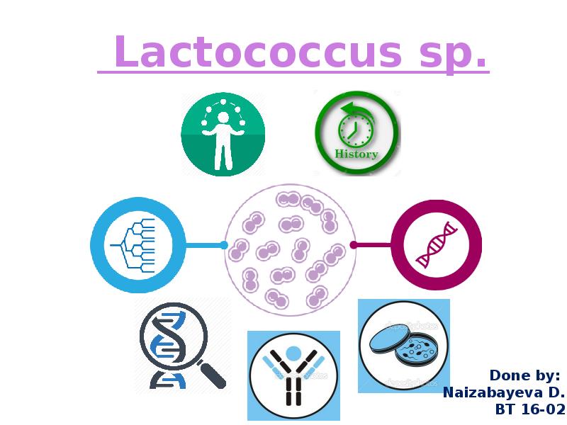 Lactococcus sp.