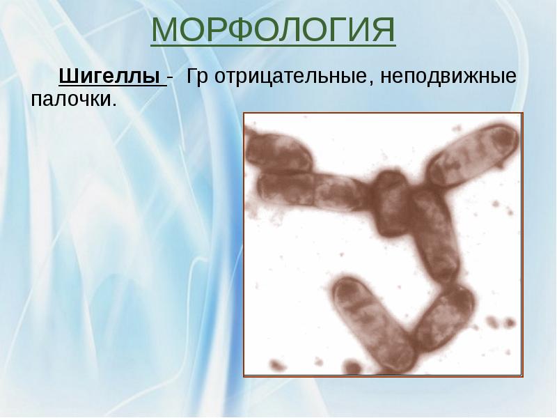 Шигеллез микробиология презентация