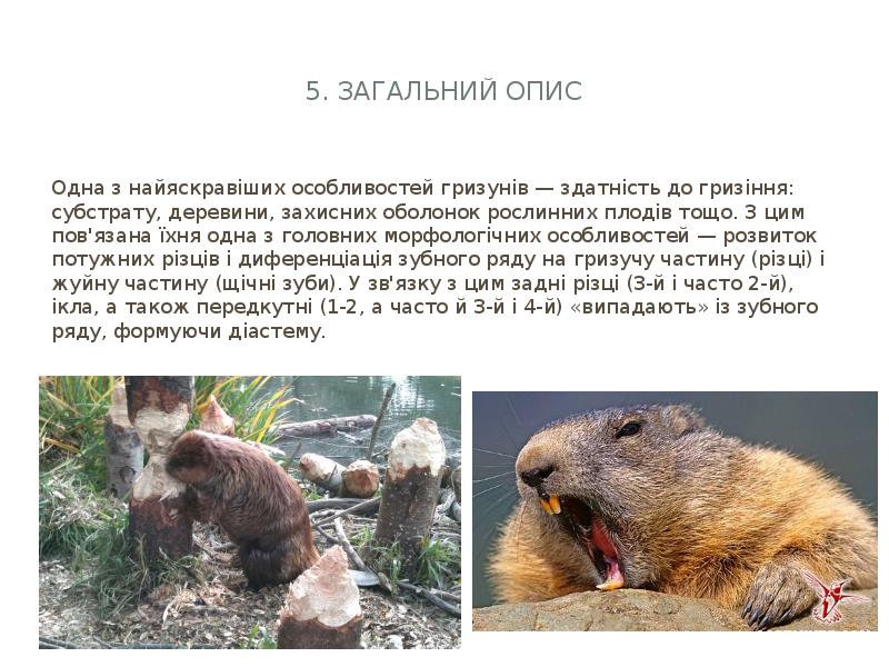 5. Загальний опис
Одна з найяскравіших особливостей гризунів — здатність до 5. Загальний опис
Одна з найяскравіших особливостей гризунів — здатність до