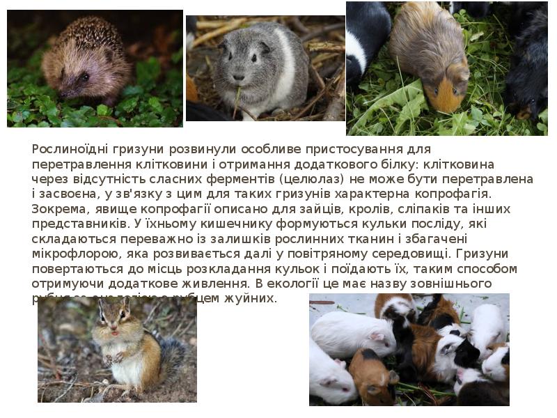Рослиноїдні гризуни розвинули особливе пристосування для перетравлення клітковини і отримання додаткового білку: клітковина Рослиноїдні гризуни розвинули особливе пристосування для перетравлення клітковини і отримання додаткового білку: клітковина
