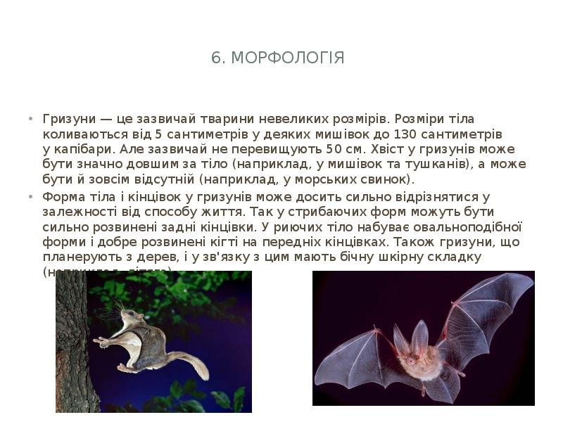 6. Морфологія
Гризуни — це зазвичай тварини невеликих розмірів. Розміри 6. Морфологія
Гризуни — це зазвичай тварини невеликих розмірів. Розміри