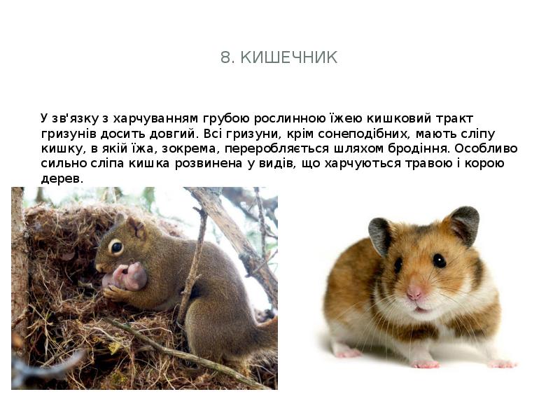 8. Кишечник
У зв'язку з харчуванням грубою рослинною їжею кишковий 8. Кишечник
У зв'язку з харчуванням грубою рослинною їжею кишковий