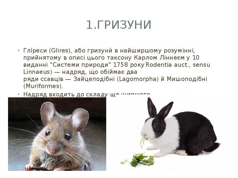 1.Гризуни
Глі́реси (Glires), або гризуни́ в найширшому розумінні, прийнятому в описі цього таксону 1.Гризуни
Глі́реси (Glires), або гризуни́ в найширшому розумінні, прийнятому в описі цього таксону