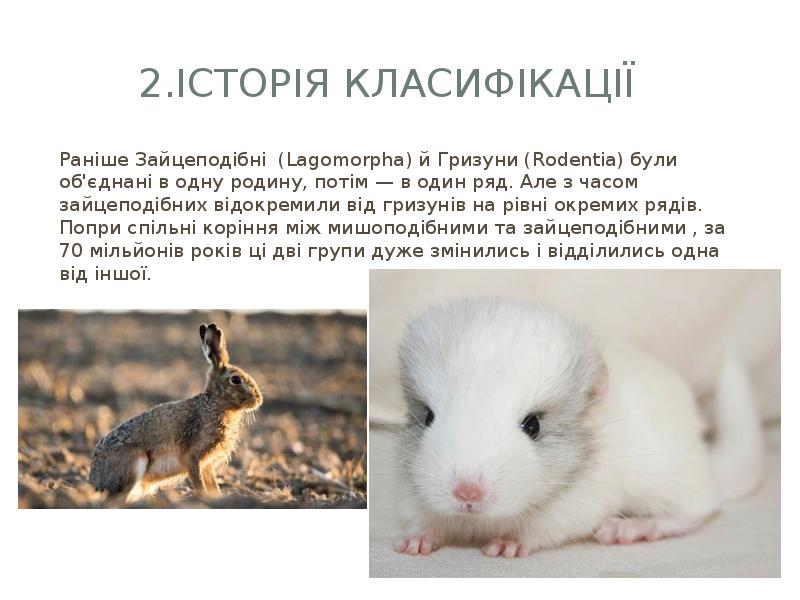 2.Історія Класифікації
Раніше Зайцеподібні (Lagomorpha) й Гризуни (Rodentia) були об'єднані в 2.Історія Класифікації
Раніше Зайцеподібні (Lagomorpha) й Гризуни (Rodentia) були об'єднані в