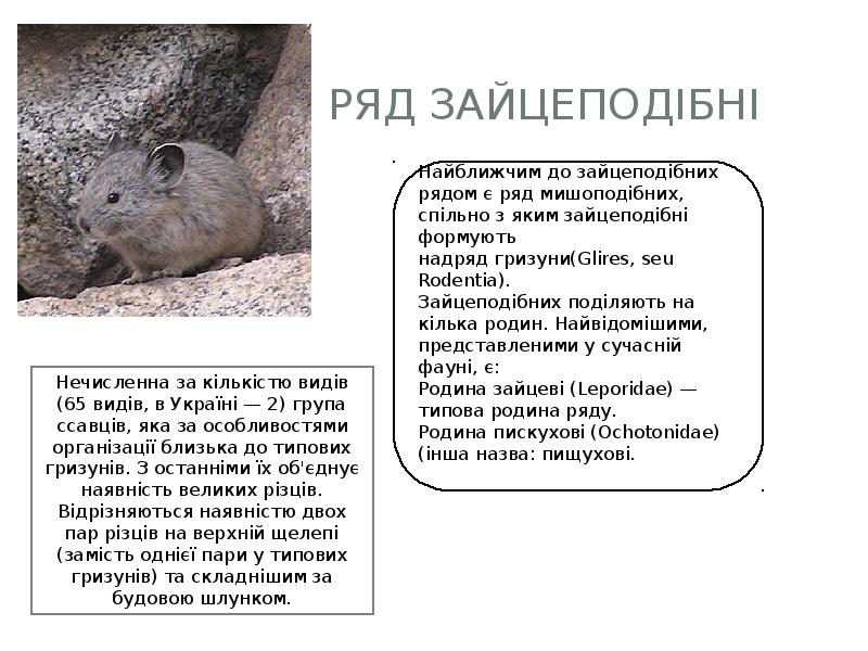 Ряд зайцеподібні Ряд зайцеподібні