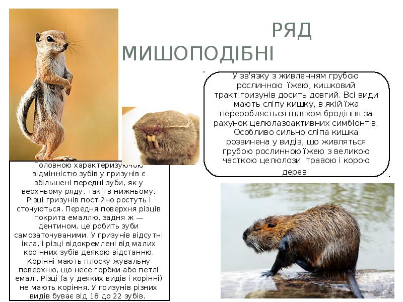Ряд мишоподібні Ряд мишоподібні