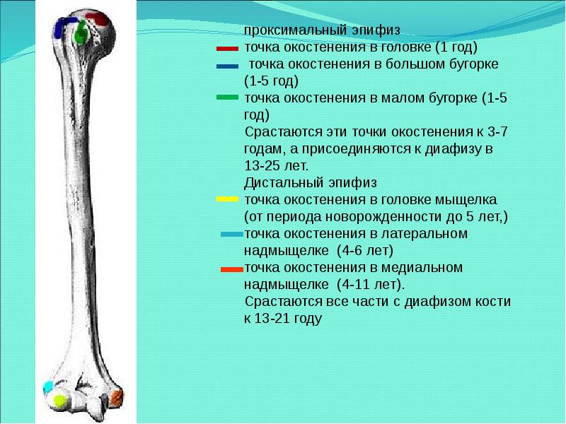 диафиз большеберцовая кость анатомия. проксимальный и дистальный это в анатомии. плоскости тела человека. дистальный промаксимальный. проксимальная область.