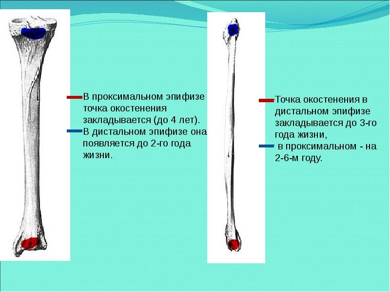 Проксимальные конечности. Проксимальный и дистальный эпифиз. Проксимальные конечности. Проксимальные отделы ног. Кости плюсны стопы анатомия.