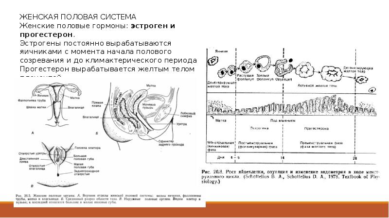 Половой акт на схеме