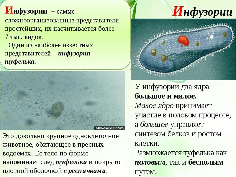 На какой фотографии изображен представитель простейших