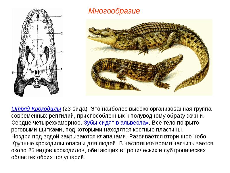 Четырехкамерное сердце у кого аллигатор черепаха змея ящерица