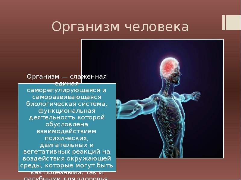 Организм биологическая система