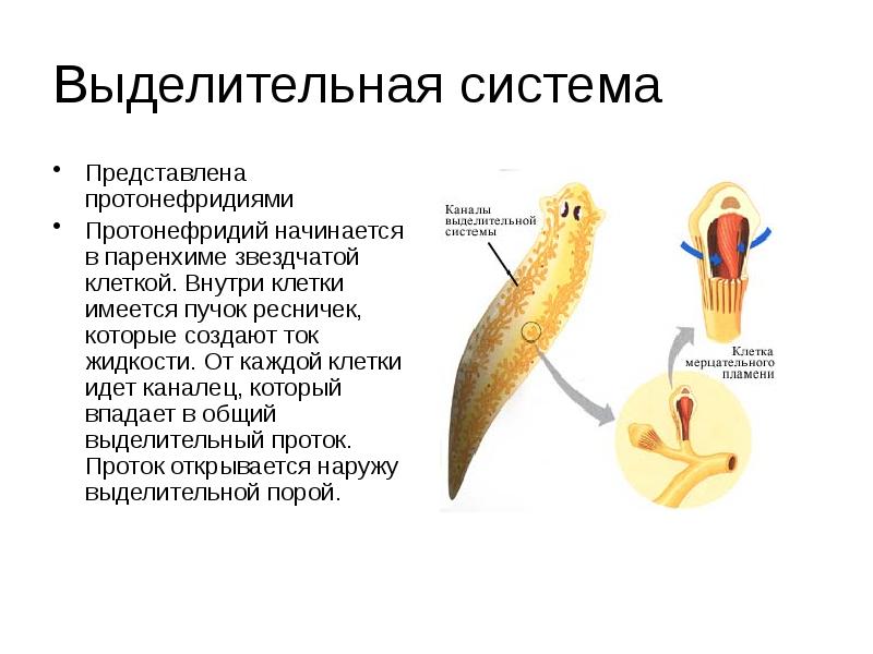 Органы выделения протонефридии непереваренные остатки