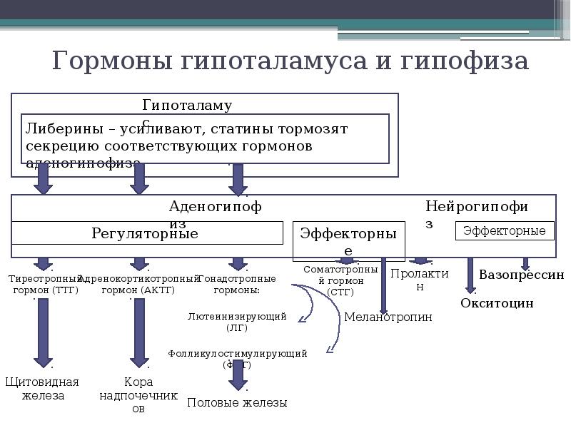 Гормоны гипоталамуса схема