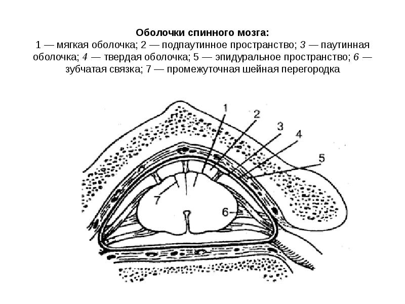 Оболочки спинного мозга схема