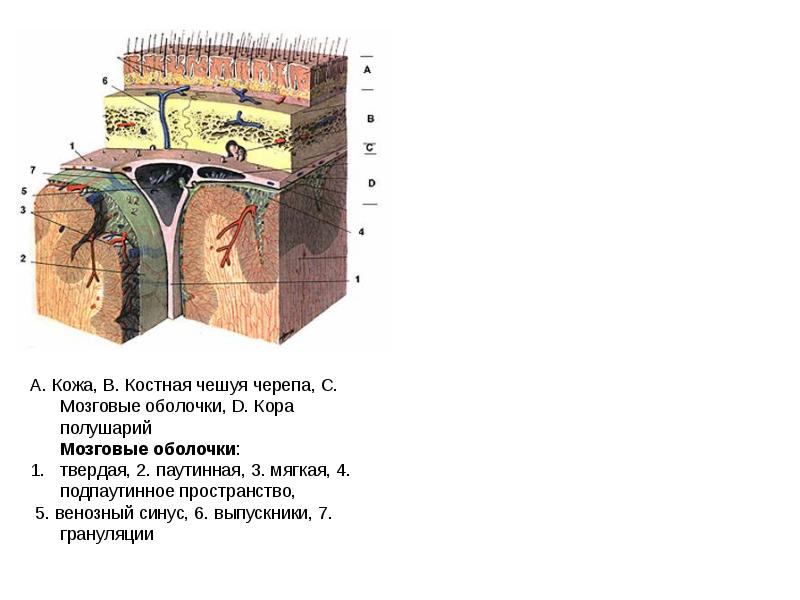 Оболочки головного мозга схема