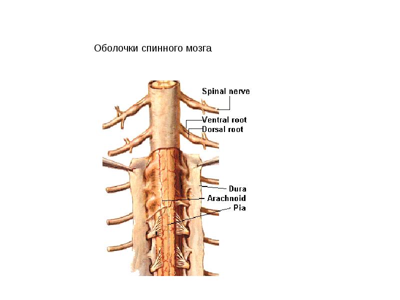 Оболочки спинного мозга схема