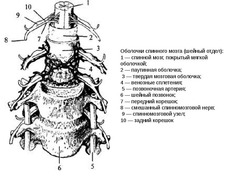 Оболочки спинного мозга анатомия рисунок