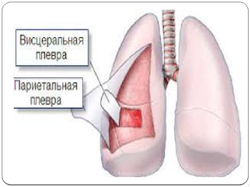 Висцеральная плевра. Висцеральная (легочная) плевра. Париетальная и висцеральная плевра. Висцеральная плевра анатомия. Париетальная плевра легкого.