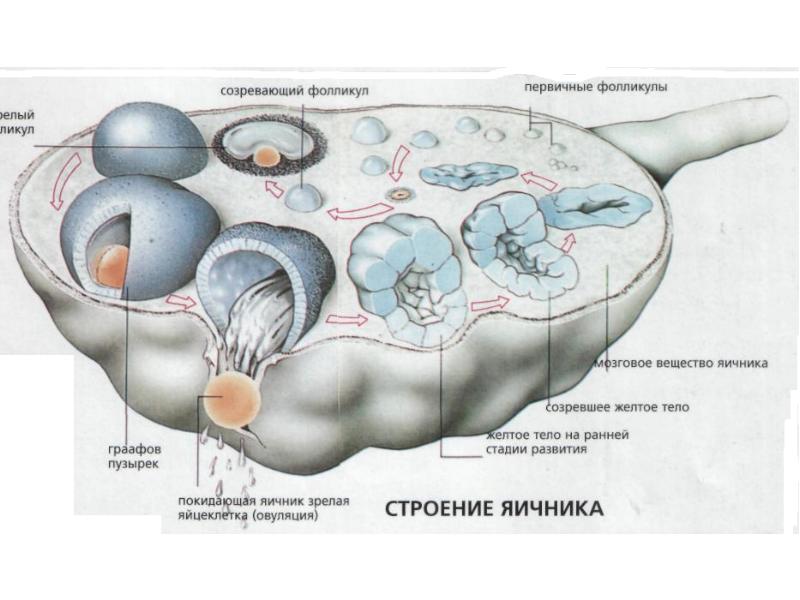 Мужская репродуктивная система презентация