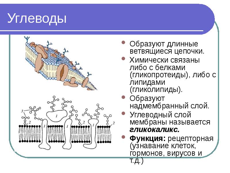 Функции биологических мембран презентация