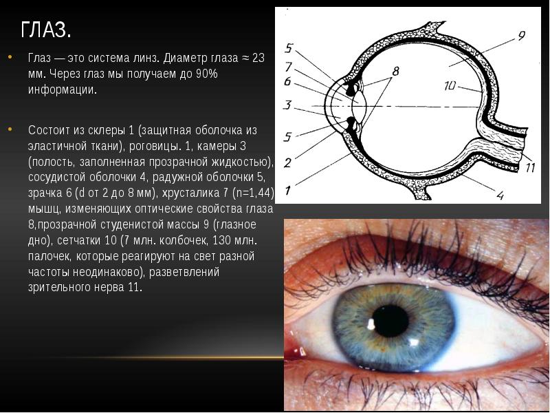 Глаз как оптическая система зрения физика. Глаз и зрение оптические приборы. Общая характеристика глаза. Свойства глаза как оптического прибора.