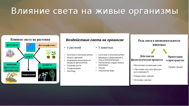 Свет как экологический фактор презентация