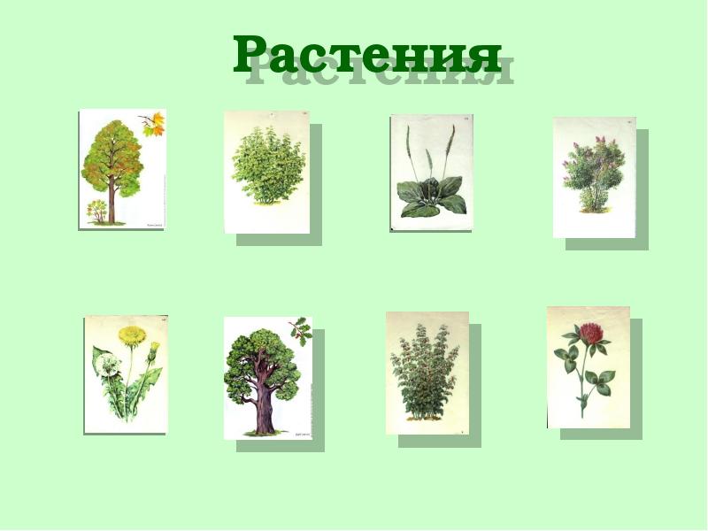 Как живут растения презентация 1. Растения урок окружающего мира 1 класса. Карточки растения живые. Урок на траве. Картинка где живут растения.