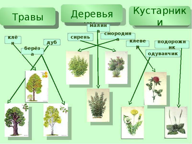 Травы окружающий мир 2 класс. Деревья кустарники травы. Окружающий мир деревья кустарники травы. Деревья , кустарн , травы.. Схема деревья кустарники травы.