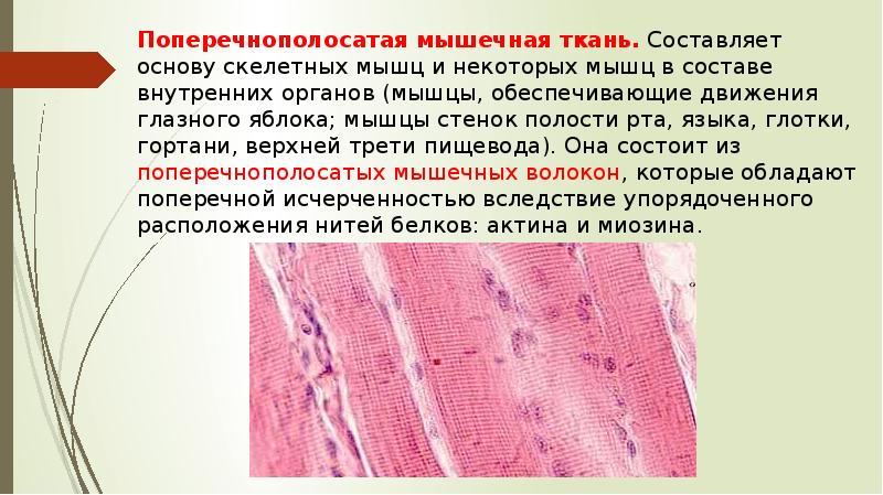 Скелетные ткани гистология презентация