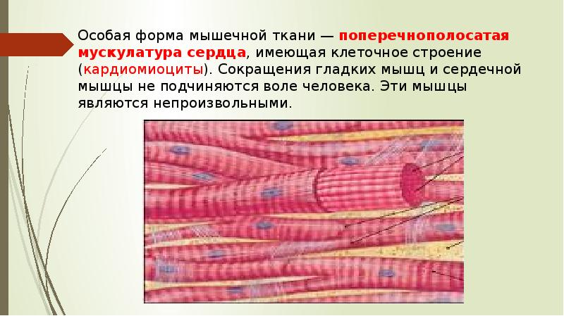 Поперечно полосатая сердечная мышечная ткань гистология рисунок