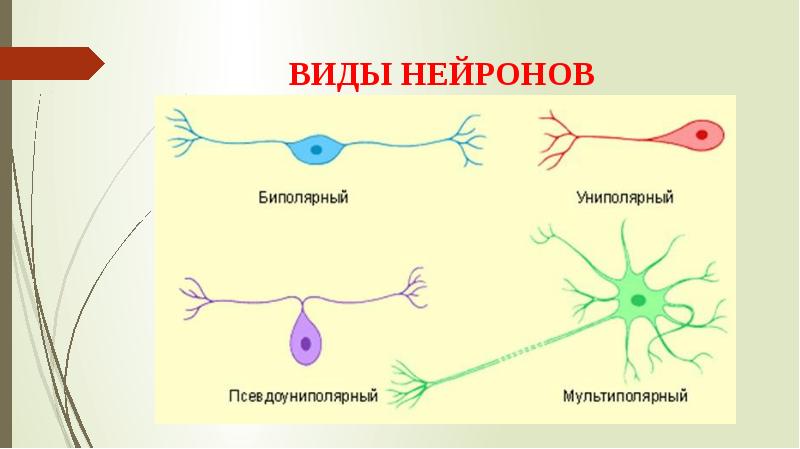 Презентация на тему нервная ткань