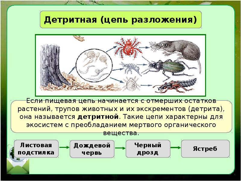 Пищевая цепь листовой опад дождевой червь. Типы пищевых цепей пастбищная и детритная. Цепь питания выедания. Детритная цепь питания. Пастбищная пищевая цепь.