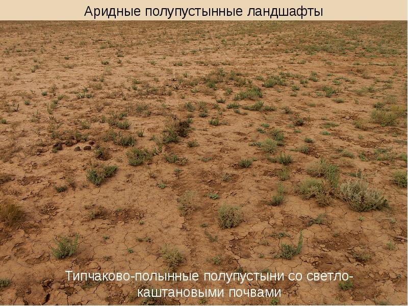 Особенности почв полупустынь. Полупустыни и пустыни почвы. Почвы полупустынь в России. Субтропические полупустыни и пустыни почва. Светло каштановые почвы пустыни.