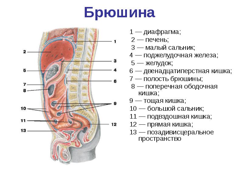 Большой сальник схема