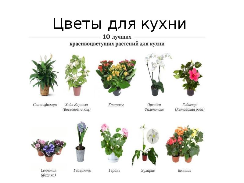 Многолетние комнатные цветы каталог с фотографиями и названиями