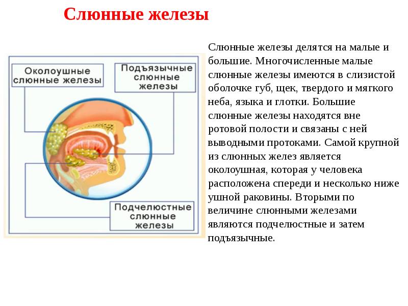 Пищеварительный тракт и обмен веществ