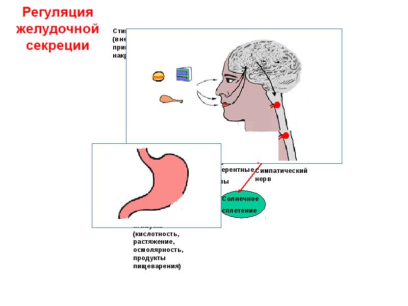 Физиология обмен веществ презентация