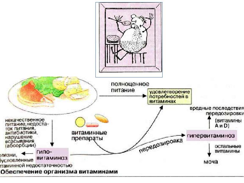 Презентация по физиологии обмен веществ