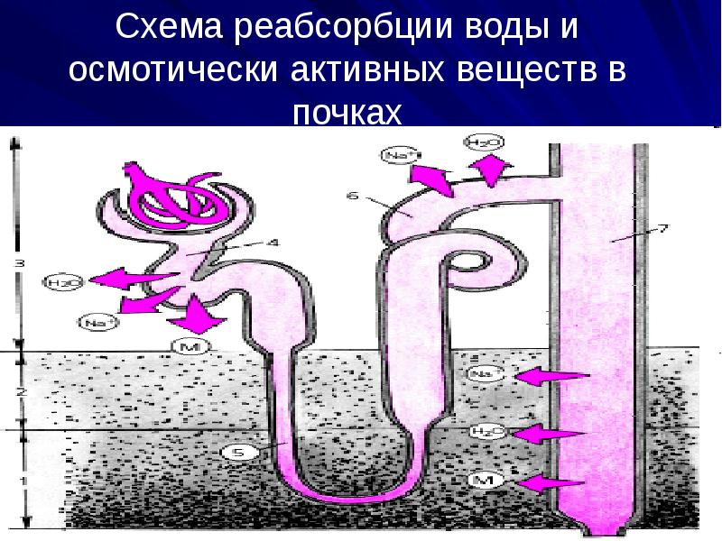 Биохимия почек презентация