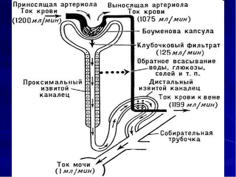 Схема образования мочи по этапам