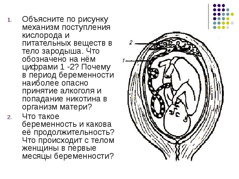 Иммуноконфликтная беременность презентация