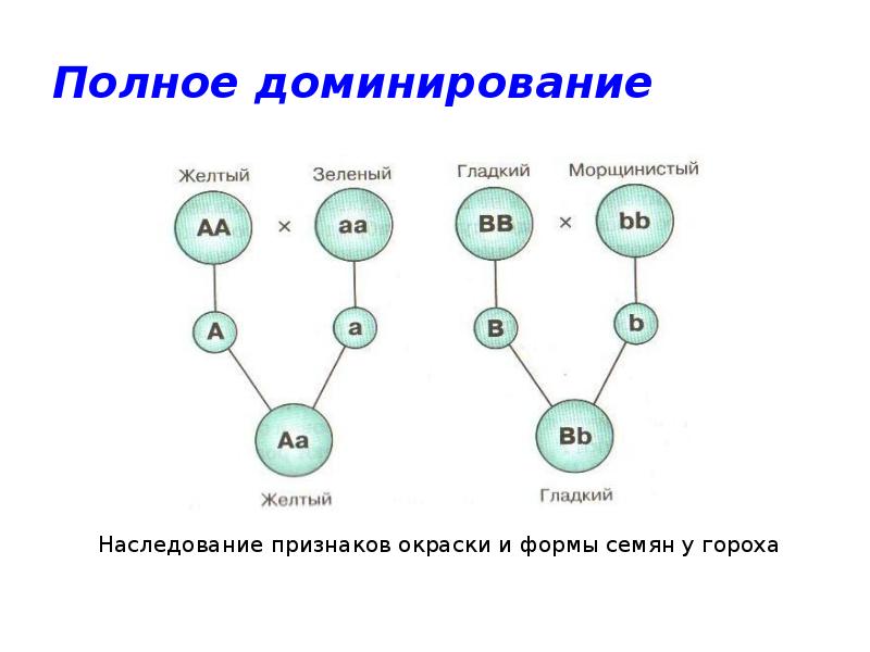 Виды доминирования. Полное доминирование и независимое наследование. Полное доминирование это. Схема полного доминирования. Типы доминирования в генетике.